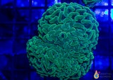 3 Piece Euphyilla Frag Pack - 3 Different Stock Frags