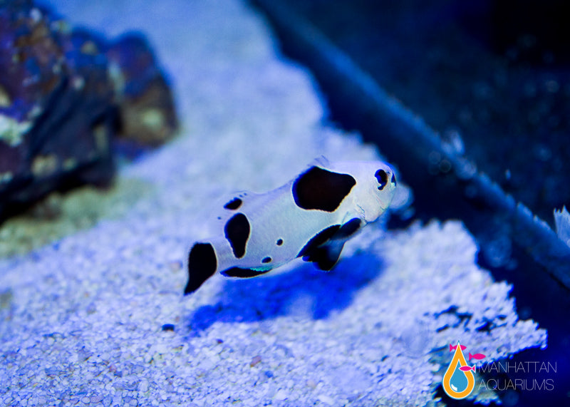 Black Storm Clownfish – Manhattan Aquariums
