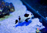 Black Storm Clownfish