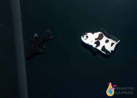 Black Storm Clownfish – Manhattan Aquariums