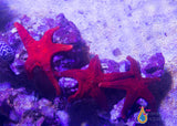 Black Tip Fromia Starfish