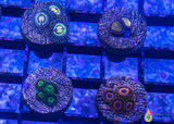 6 Piece Beginner's" Zoa/Paly Frag Pack - 6 Different Stock Frags!