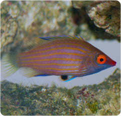 Cryptic Wrasses Saltwater & Coral Reef Fish for Sale – Page 3 – Manhattan Aquariums