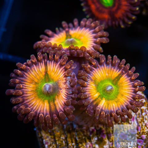 Rainbow Infusion Zoanthids - 3-4 Polyps Stock Frags