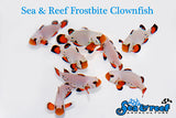 Frostbite Clownfish