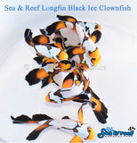 Longfin Black Ice Clownfish Pair