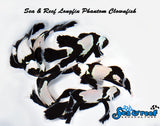 Longfin Phantom Clownfish pair