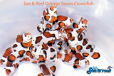 Orange Storm Clownfish pair