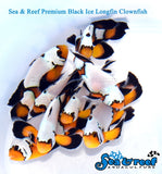Longfin Premium Black Ice Clownfish Pair