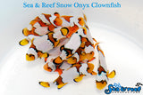 Snow Onyx Clownfish