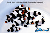 Wide Bar Black Gladiator Ocellaris Clownfish