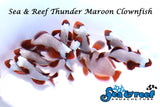 Thunder Maroon Clownfish