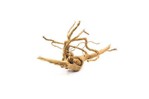 Spiderwood