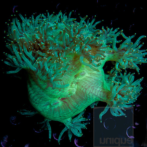 Catalaphyllia jardinei -   Elegance Coral - 3" Stock Colony