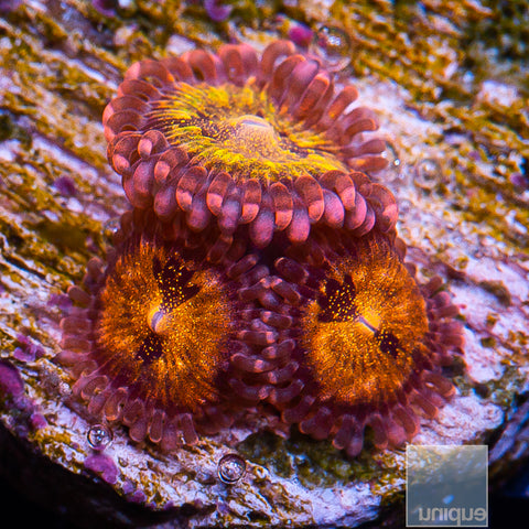 UC Cinnamon Apples Zoanthids 4-5 Polyps Stock Frags