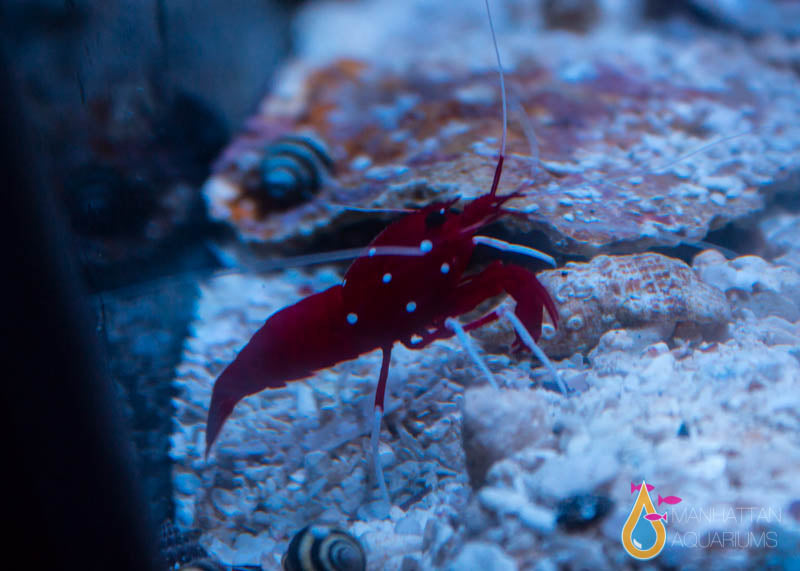 Stunning Fire Shrimp For Saltwater Aquarium image