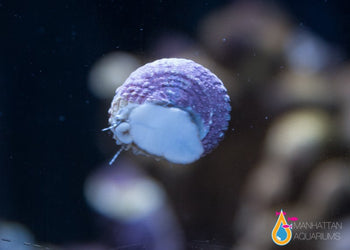 Phantom Clownfish