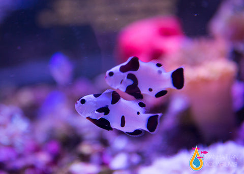 Black Storm Clownfish – Manhattan Aquariums