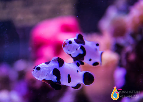 Black Storm Clownfish pair – Manhattan Aquariums