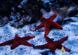 Black Tip Fromia Starfish