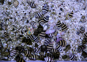 Midnight Clownfish