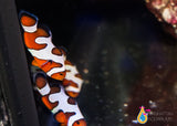 MochaVinci Grade A Clownfish