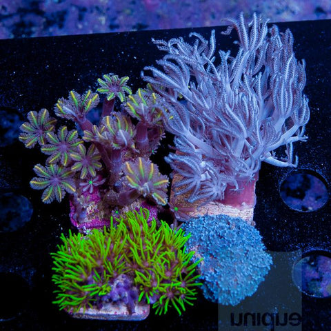 4 Piece Assorted Softy Frag Pack - 4 Different Stock Frags