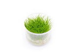 Dwarf Hair Grass