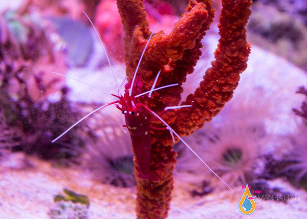 Curated Fire Shrimp For Saltwater Aquarium Gallery View