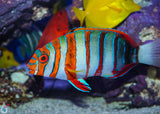Harlequin Tusk Fish - Manhattan Aquariums