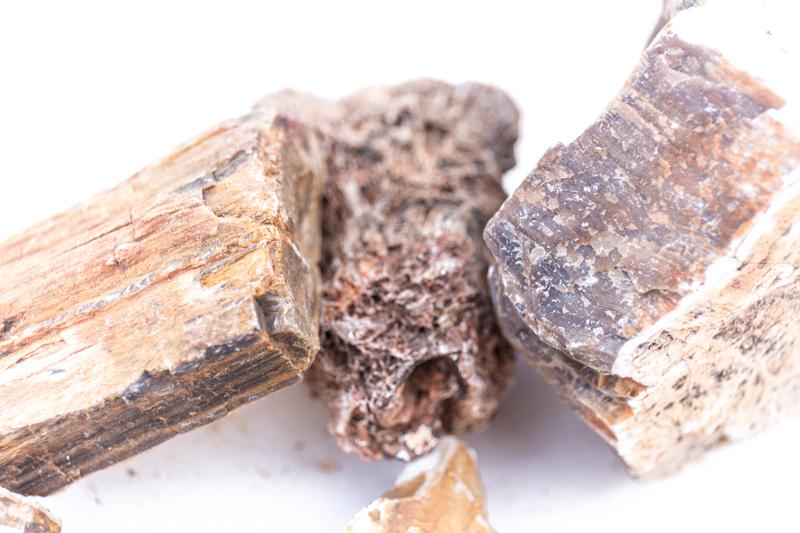 Petrified Wood Manhattan Aquariums