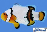 Snow Onyx Clownfish