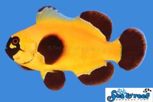 Gold Nugget Maroon Clownfish pair