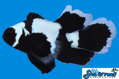 Longfin Phantom Clownfish pair