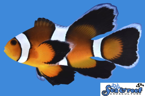 Longfin Mocha Clownfish pair