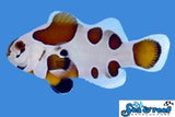 Mocha Storm Clownfish pair