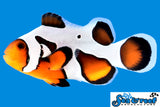 MochaVinci Extreme Clownfish pair