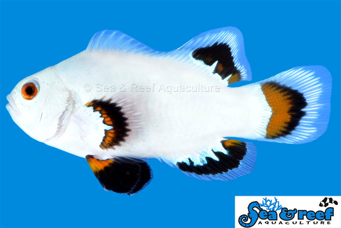 Storm Fish Snow Clownfish