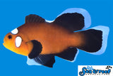 Longfin Domino Clownfish Pair