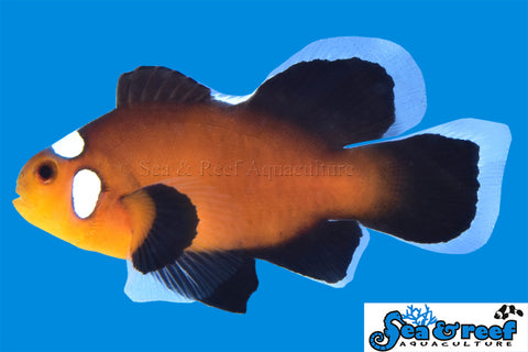 Longfin Domino Clownfish pair