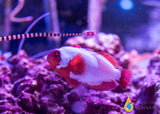 Thunder Maroon Clownfish