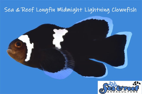 Midnight Lightning Longfin Pair