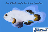 Longfin Ice Storm Clownfish pair