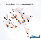 Longfin Ice Storm Clownfish pair