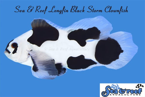 Longfin Black Storm Clownfish pair