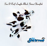 Longfin Black Storm Clownfish Pair