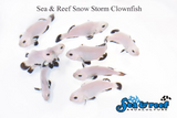 Snow Storm Clownfish pair