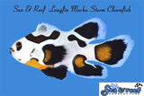 Longfin Mocha Storm Clownfish Pair