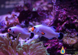 Wyoming White Clownfish